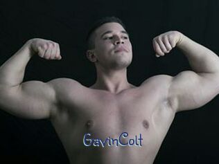 GavinColt
