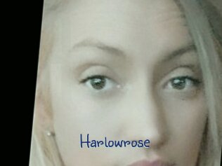 Harlowrose
