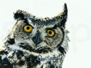 Owlface