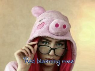 Red_blooming_rose